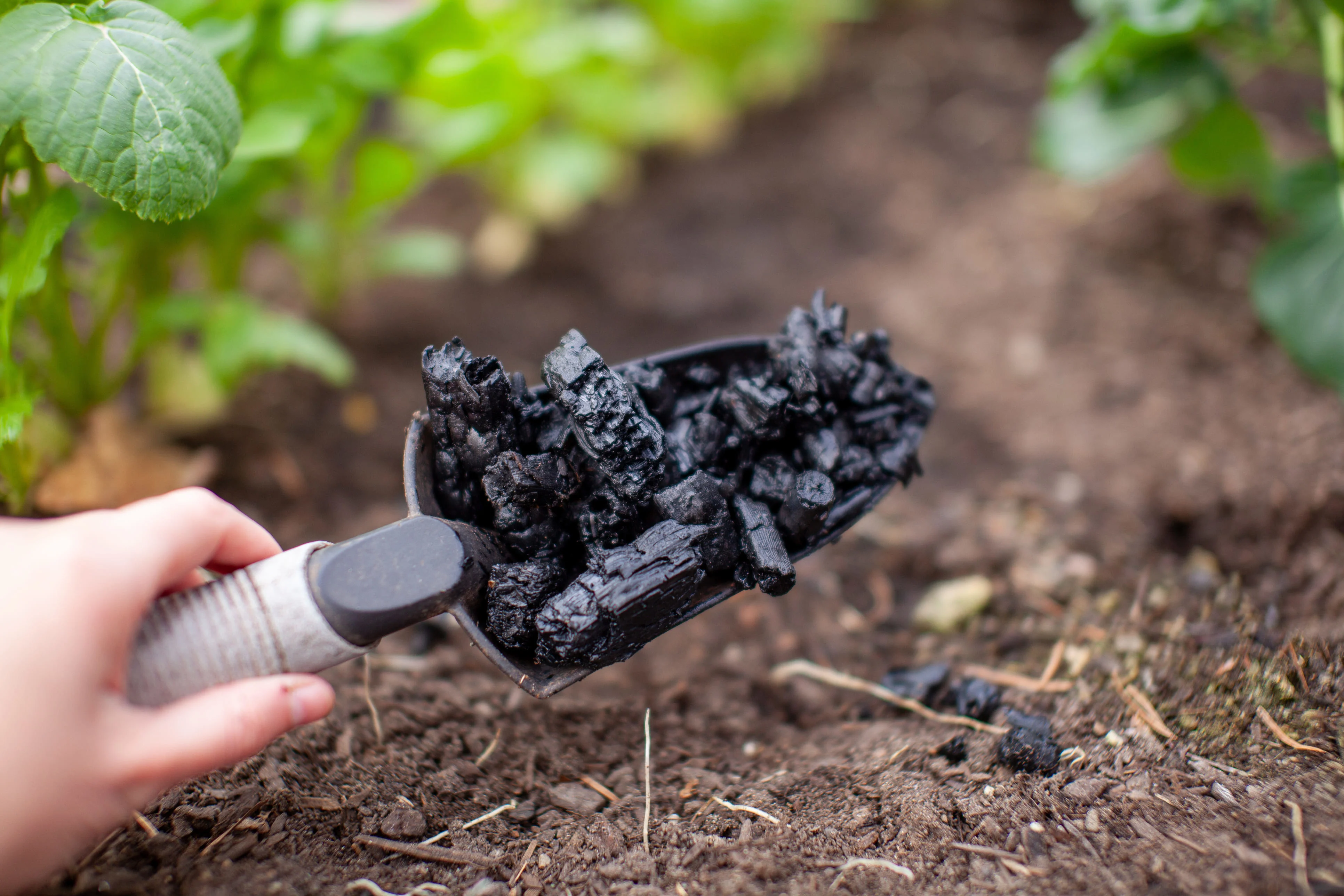 Hand applying biochar to soil using a garden trowel for sustainable agriculture and carbon-rich soil improvement